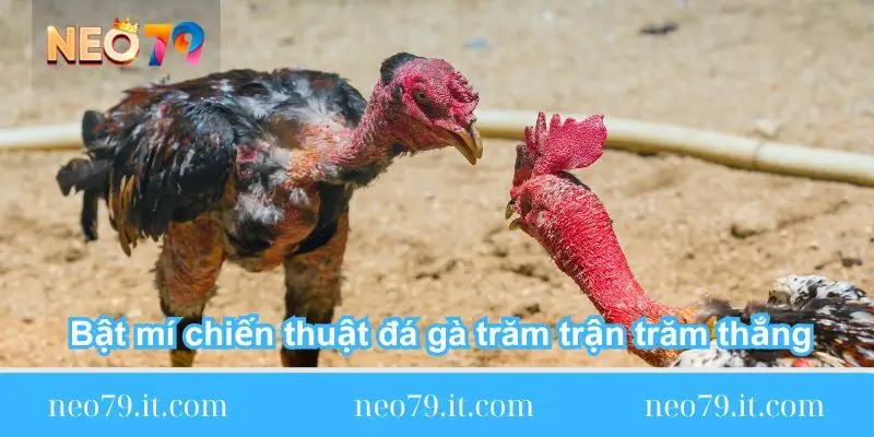 bat mi chien thuat da ga tram tran tram thang bat-mi-chien-thuat-da-ga-tram-tran-tram-thang