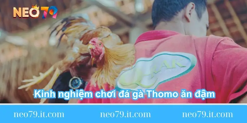 kinh nghiem choi da ga thomo an dam kinh-nghiem-choi-da-ga-thomo-an-dam